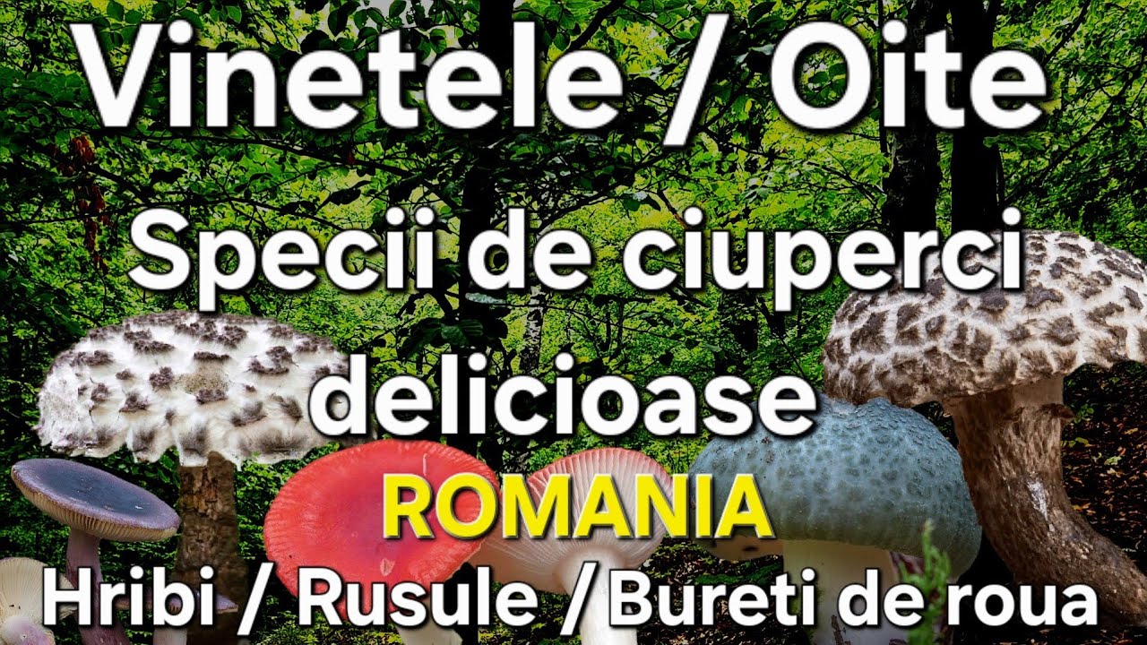 Vinețele / Oițe / Hribi- Ciuperci de Padure in Romania 