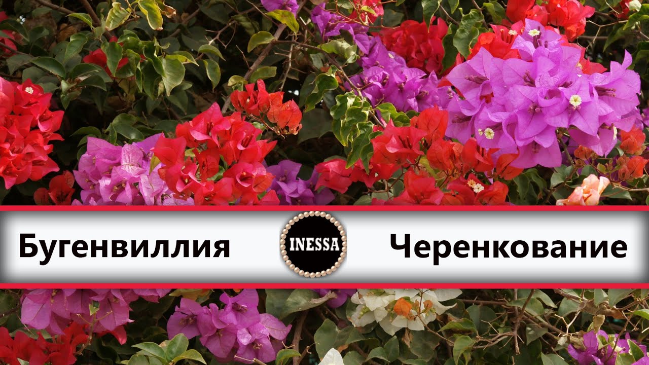 Бугенвиллия (черенкование). Bougainvillea.