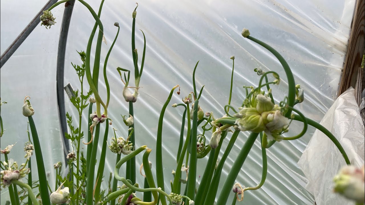 Egyptian walking onions and early potato harvest!