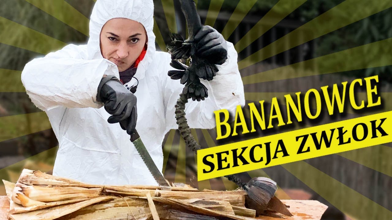MARTWE BANANOWCE – SEKCJA ZWŁOK  @Egzotycznie