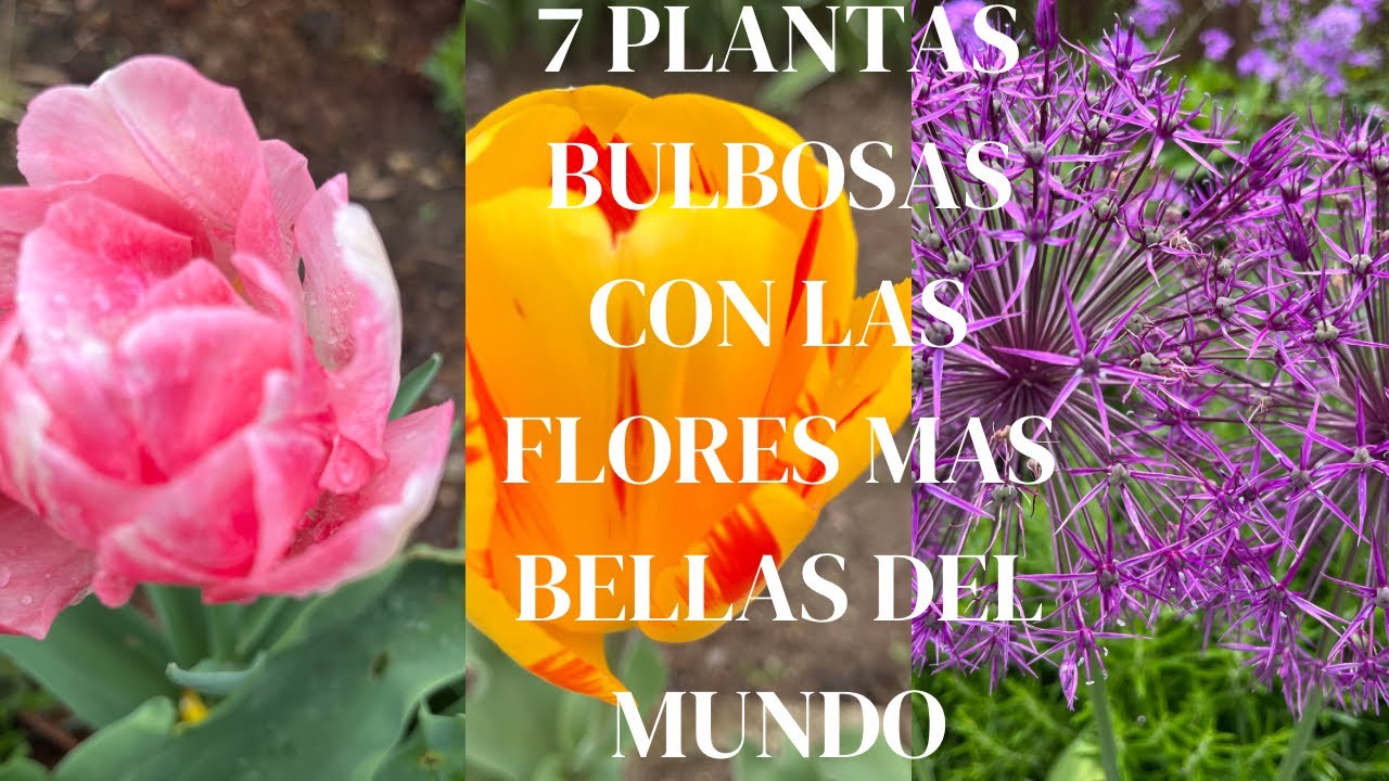 Plantas bulbosas con las flores más hermosas del mundo.