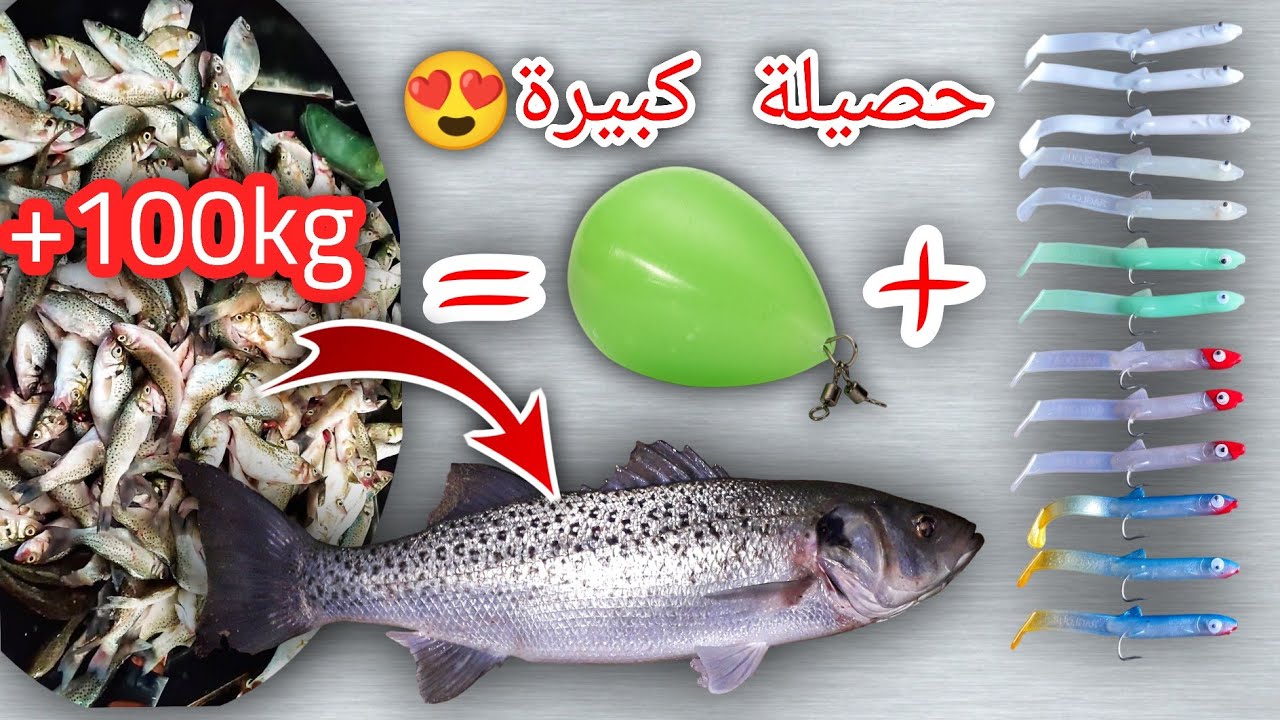 تمكنا من أكبر حصيلة هدا الموسم بتقنية الجر 100kg من سمك أبلاغ أو النبيرة (حوت الريش )