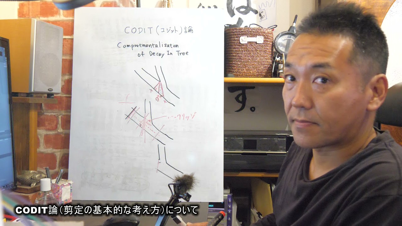 CODIT論（剪定の基本的な考え方）について