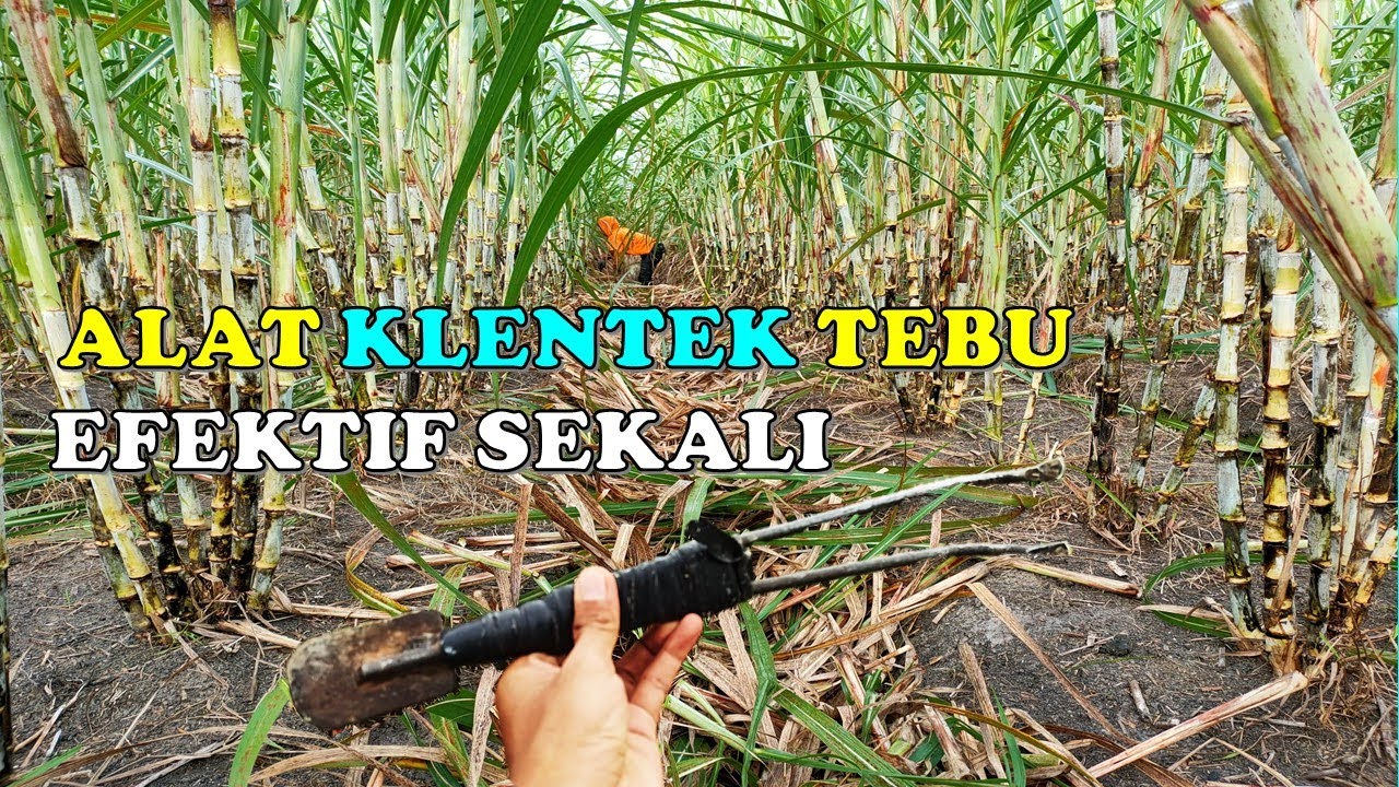 Manfaat Klentek Tebu || Uji Coba Alat Klentek Tebu bagi Pertumbuhan Tanaman Tebu