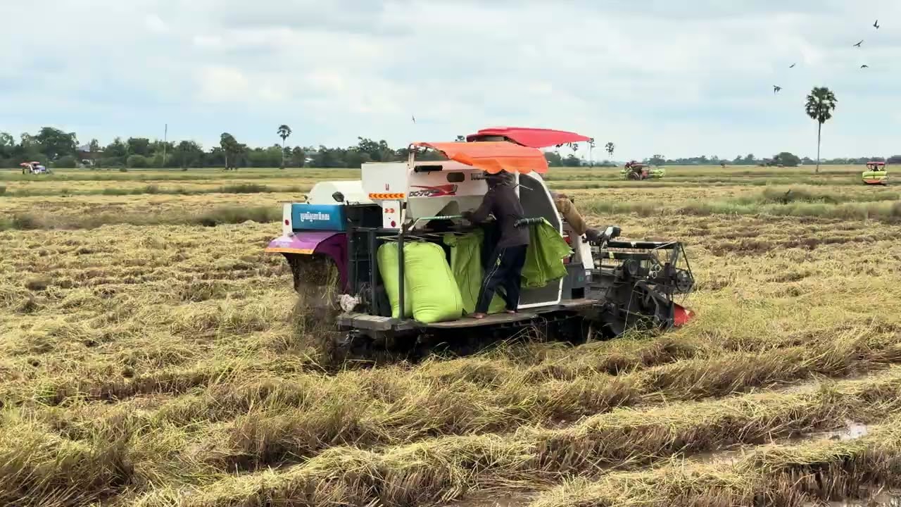 ការច្រូតកាត់ដោយប្រើម៉ាស៊ីនច្រូតស្រូវគូបូតា  Harvest workers Harvest rice   @laipholla  