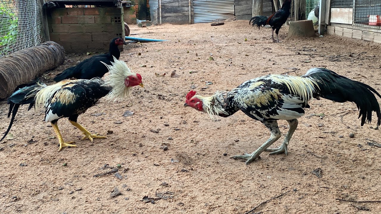 My farm update rooster Puma