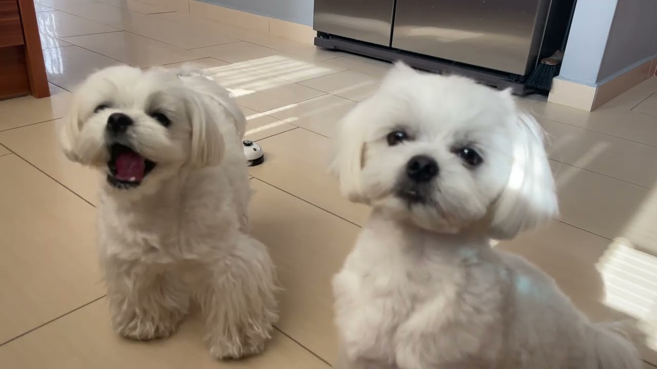 MALTESE PUPPY WAS SO HUNGRY!