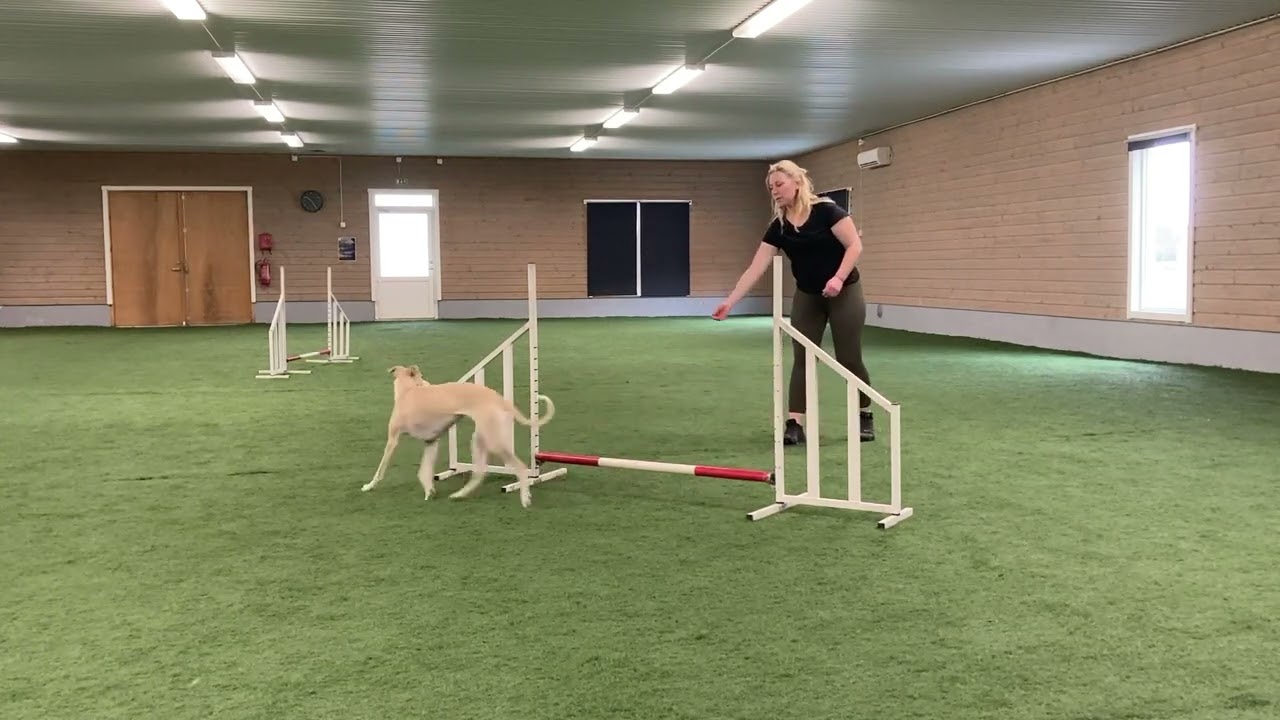 Inspirerande agility. M.Holegård. Agilityträning, bakombyte steg 2