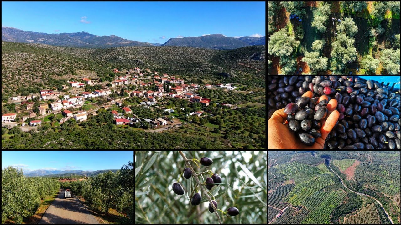 Αλεποχώρι Λακωνίας - Συγκομιδή Ελιάς 2019 (drone view)