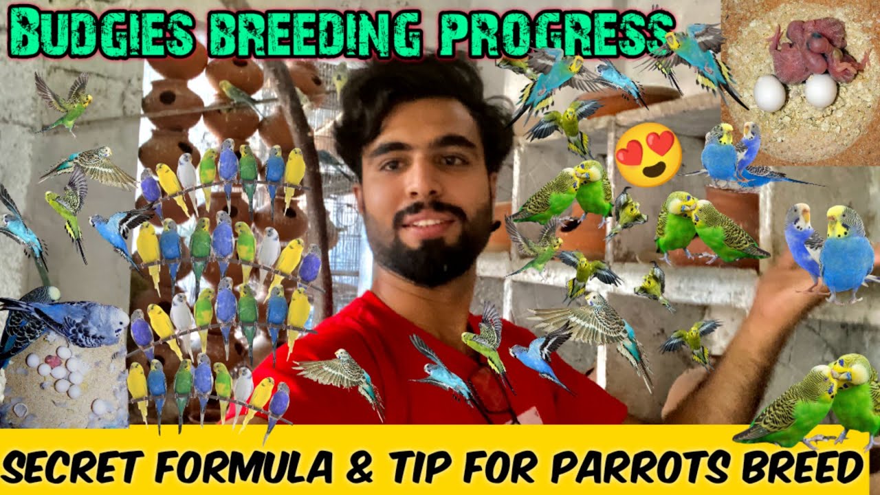 Australian parrots breeding progress|Budgies breeding tips/breeding formula/Parrots colony breed 😍