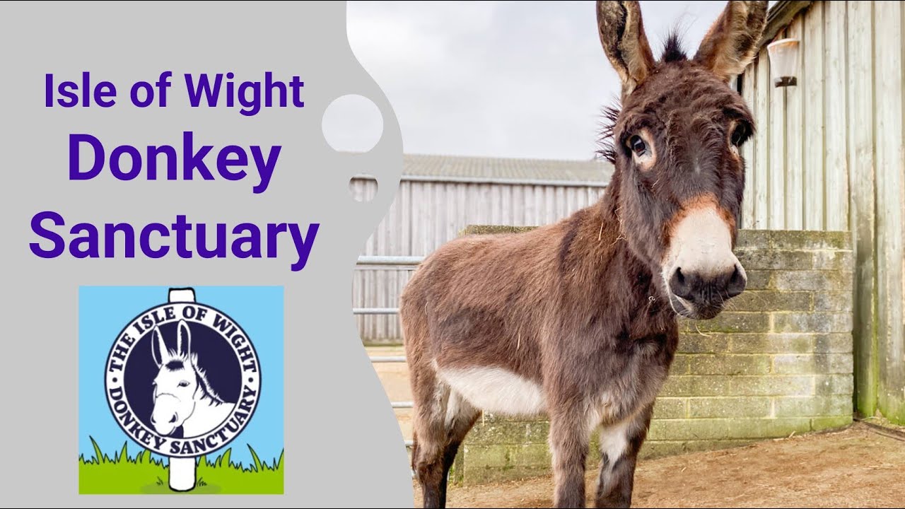 Isle Of Wight Donkey Sanctuary