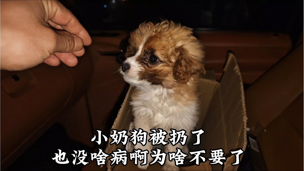 在医院陪孩子治病呢，这还能救个小奶狗，没病没灾的为啥不要了呢