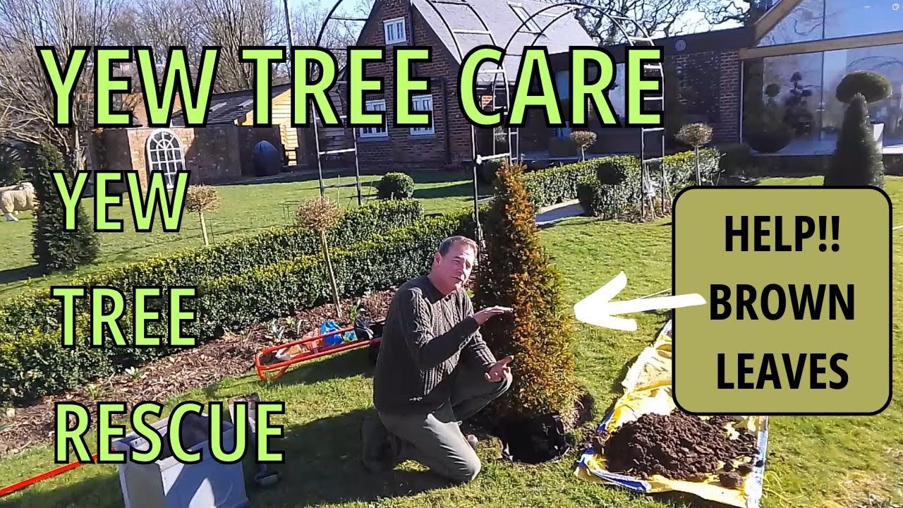 Yew Tree Care (Yew Tree Rescue), Brown Leaves on Yew, Taxus Baccata.