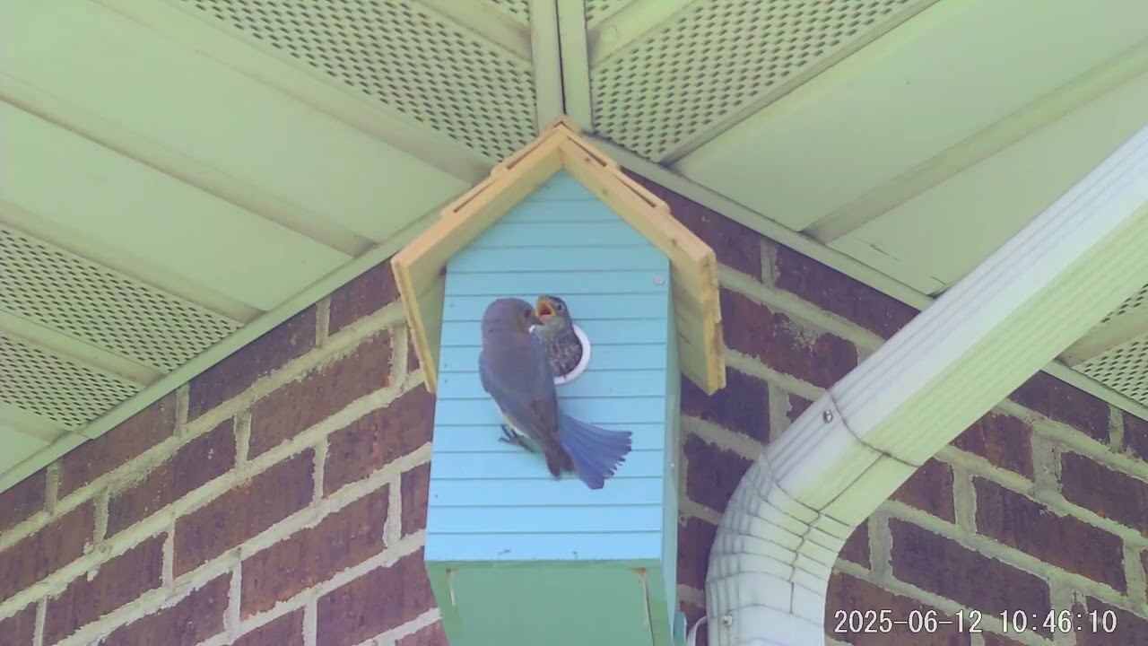 Fledging Day Video