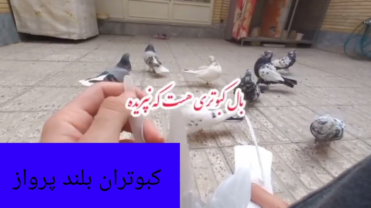 کبوتری که پریده تشخیص روی در 🕊️🏠