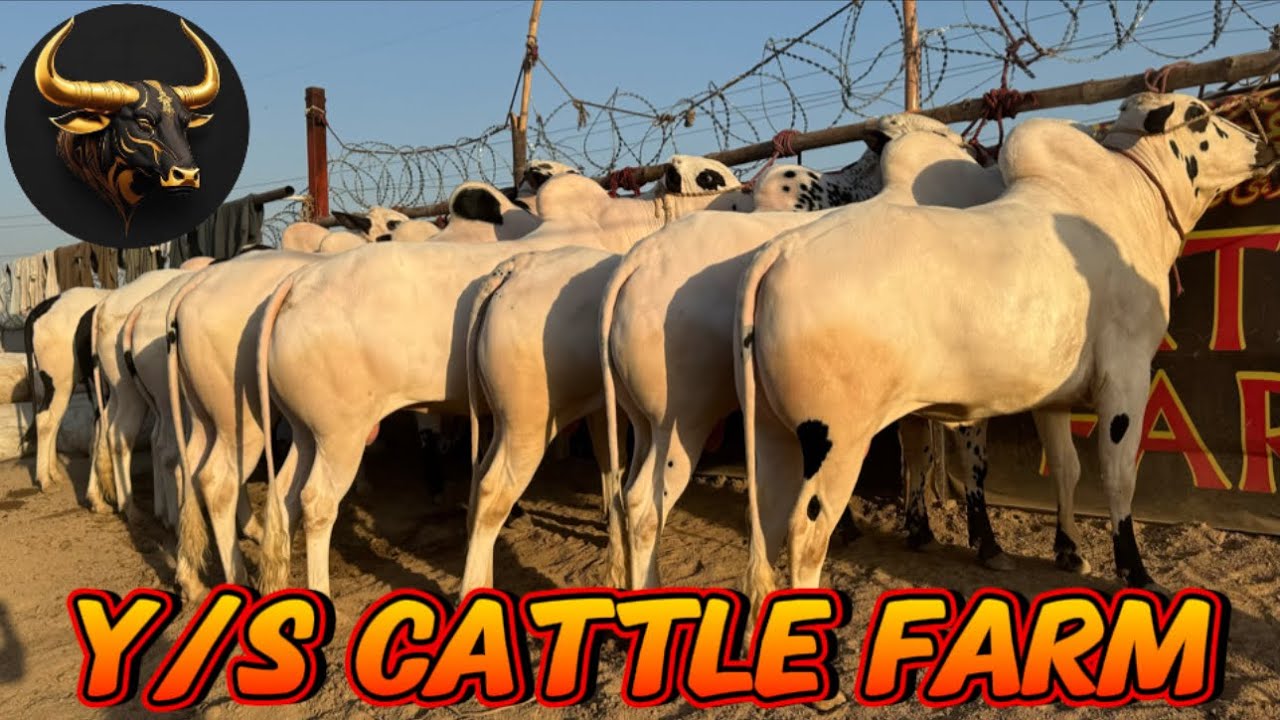 Y/S cattle farm - Qurbani collection-Aggressive bull - For you - Cow Mandi-trending videos-cow video