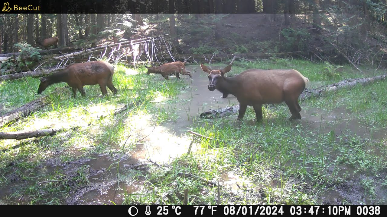 Elk River, Idaho trail cameras..July/Aug..2024