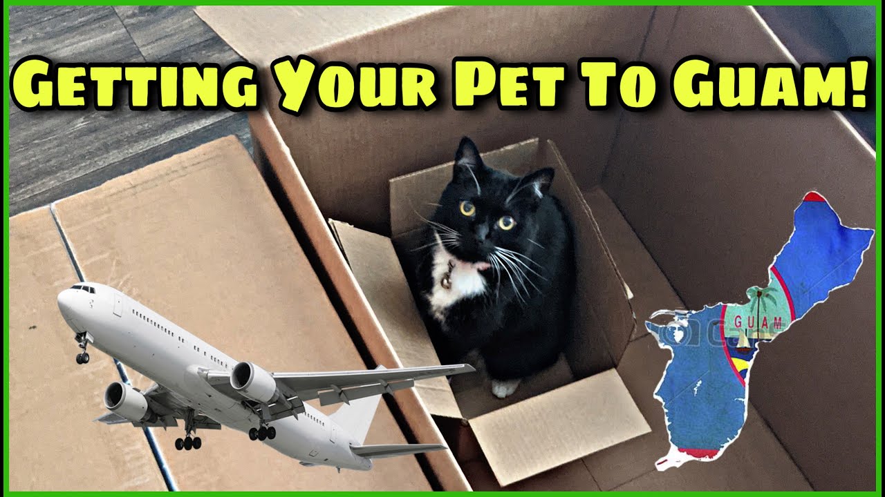 Getting Your Pet To Guam - Mimi's Back!
