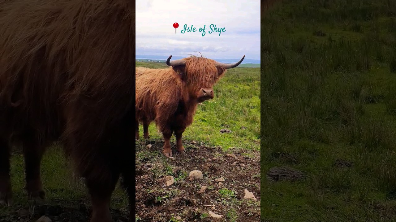 Cute Highland Cow 🏴󠁧󠁢󠁳󠁣󠁴󠁿 
