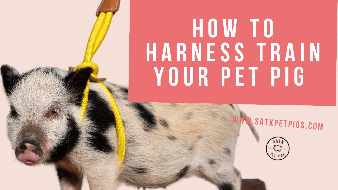 How to Harness Train Your Pet Pig | SATX Pet Pigs | PORCINE Pet Shop