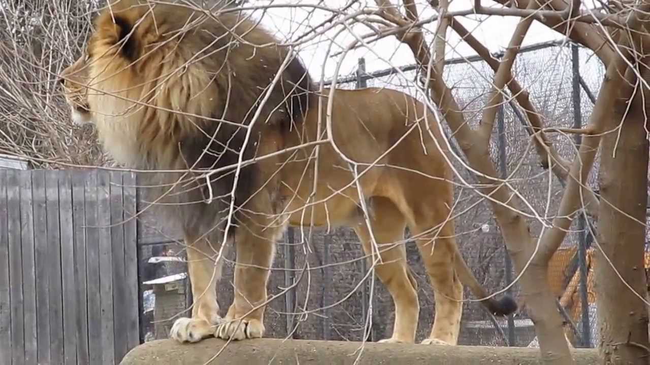 Lion Calling and Roaring at the Louisville Zoo