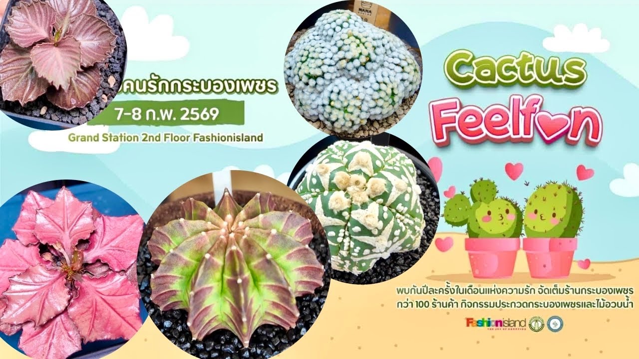 Tour Cactus Fair :🌵✨Cactus Feelfan 💕at Fashion Island | 7-8 Feb 2026 |Many beautiful cacti for sale