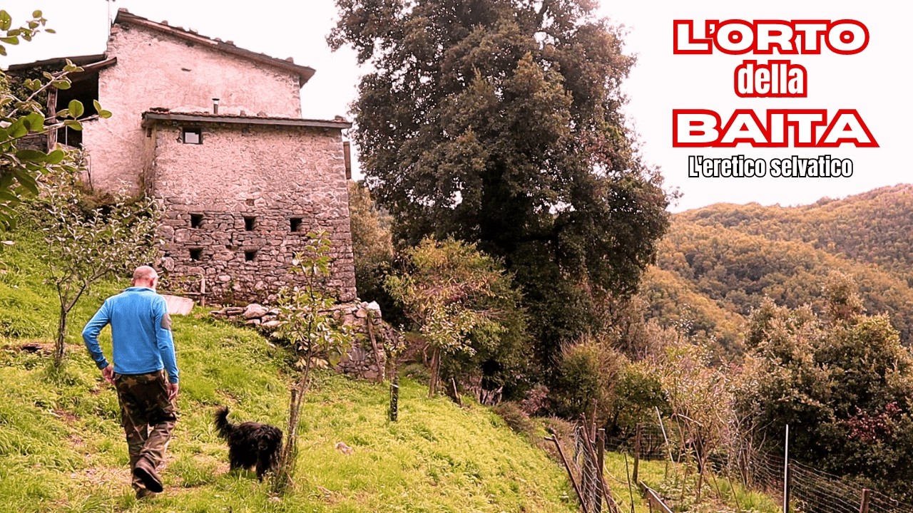 Zafferano capperi e lupini! L'orto della baita.