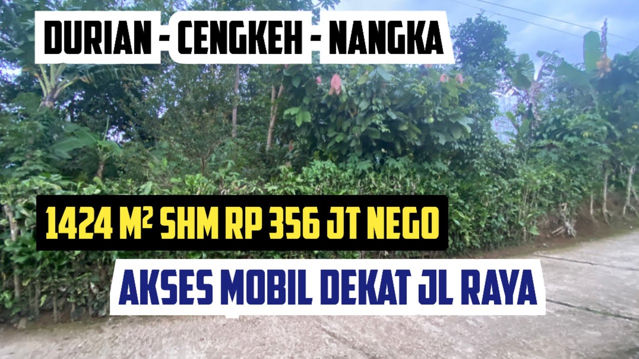 Tanah Kebun Produktif 1424 m2 SHM Ada Pohon Durian Cengkeh Nangka Rp 356 Juta Nego Akses Mobil