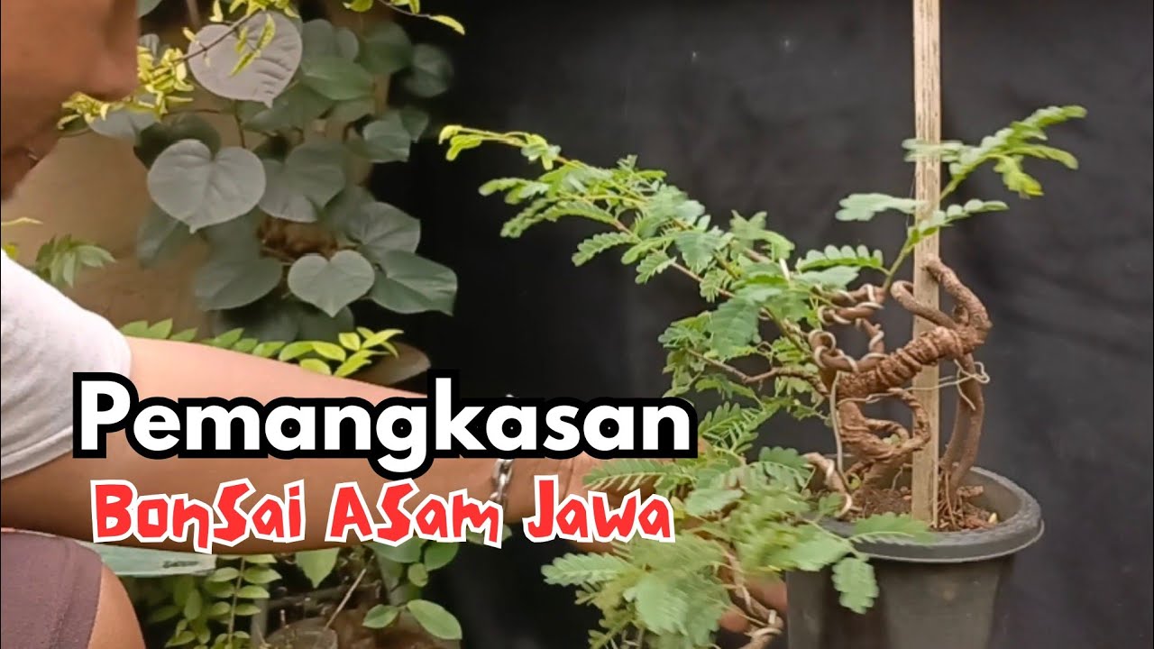 Asam Jawa (Tamarindus Indica) @amonkbonsai
