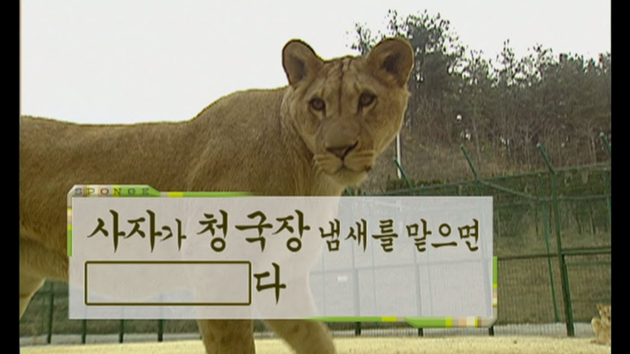 사자가 청국장 냄새를 맡으면 【 　 　　】다 [스펀지]
