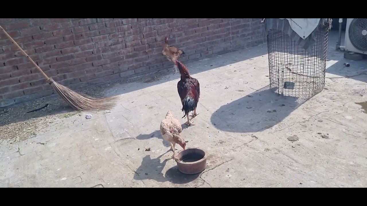 Saleti or White leg wale jode ka pehla egg