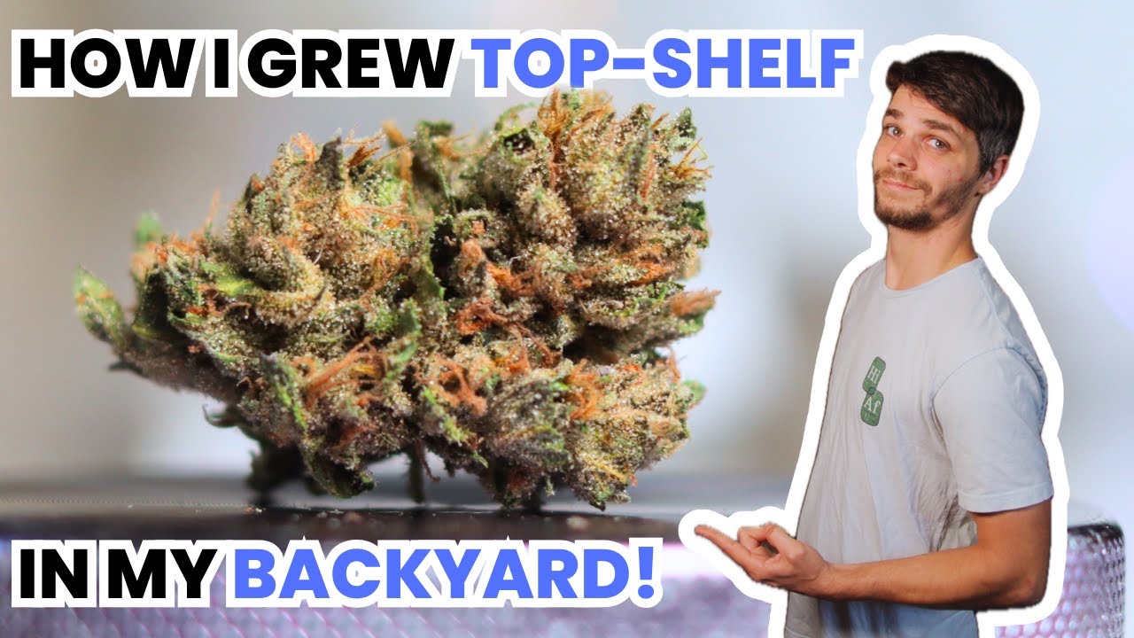 FULL Outdoor Cannabis Grow 2024 | Growing Top-Shelf Organic Flower in My Backyard for UNDER $200!