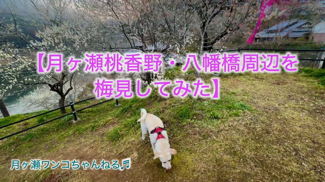 月ヶ瀬桃香野・八幡橋周辺の梅をご紹介♪