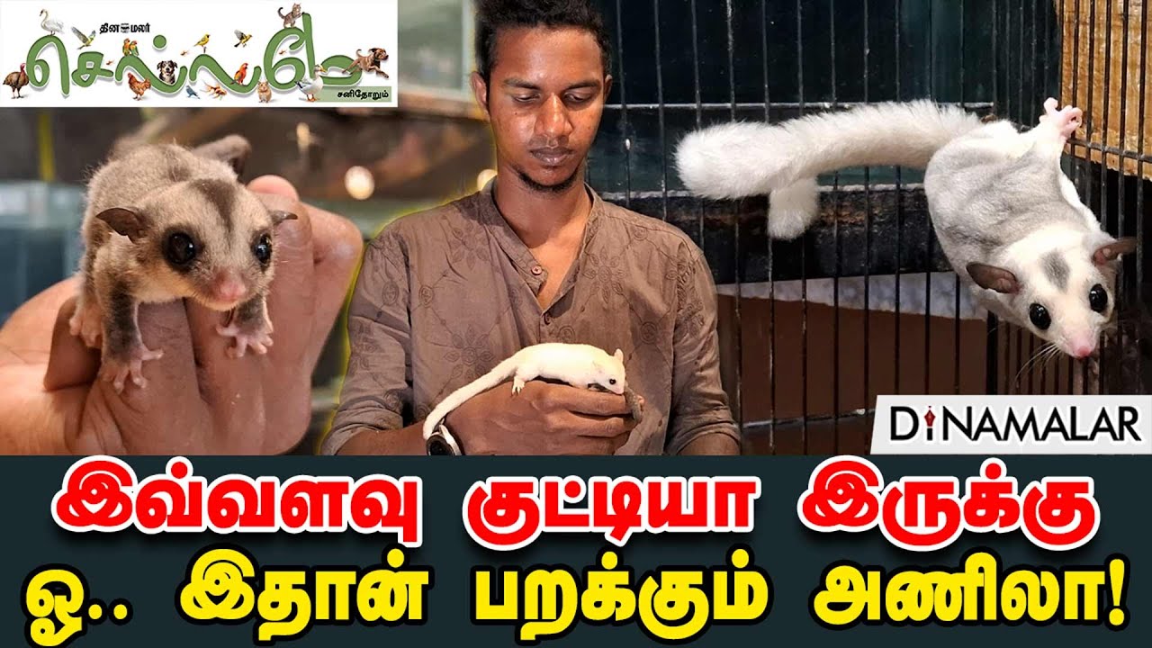இவ்வளவு குட்டியா இருக்கு ஓ.. இதான் பறக்கும் அணிலா! Sugar Glider