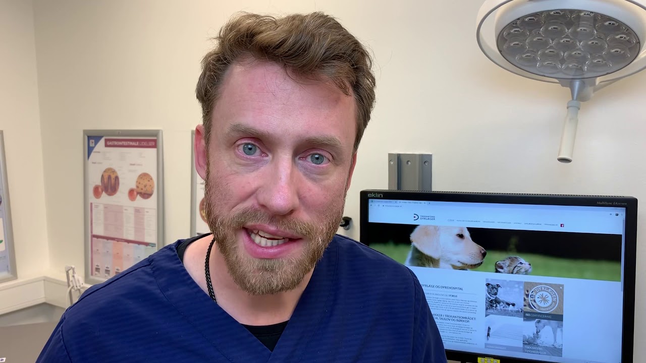 5 tips til hjælpe din allergiske hund bedst muligt