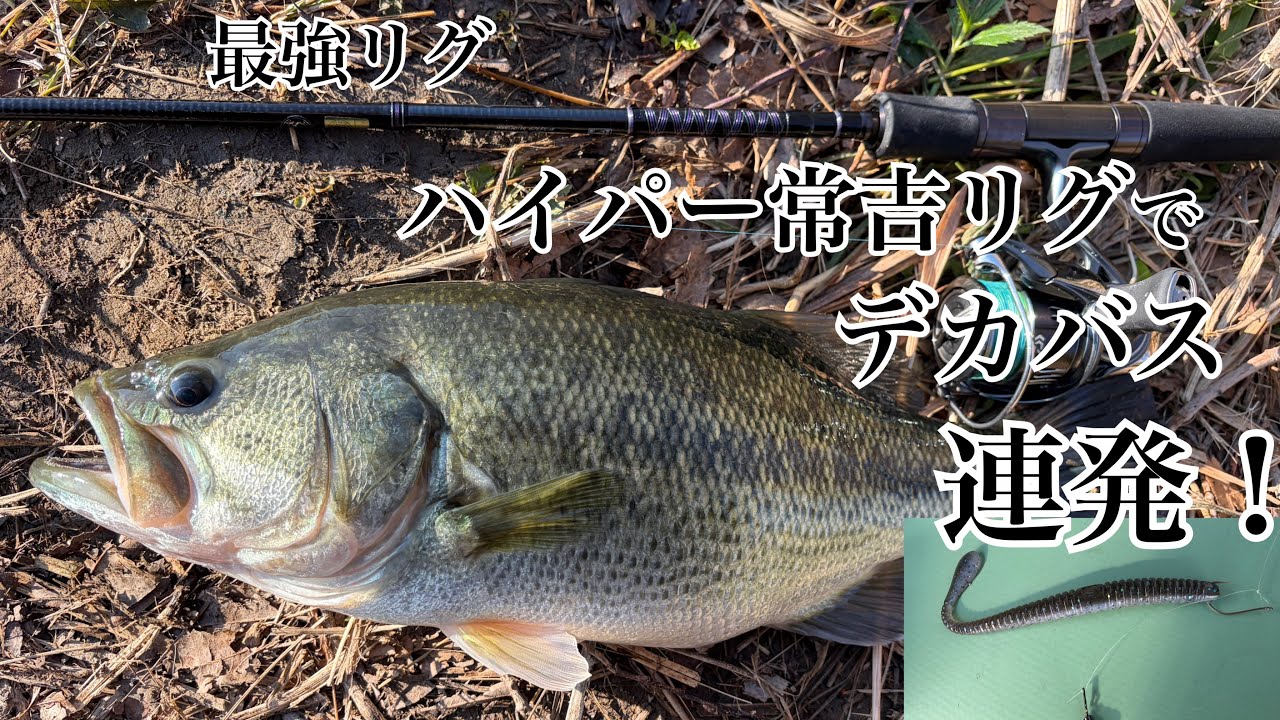1月の紀ノ川 常吉リグで連発
