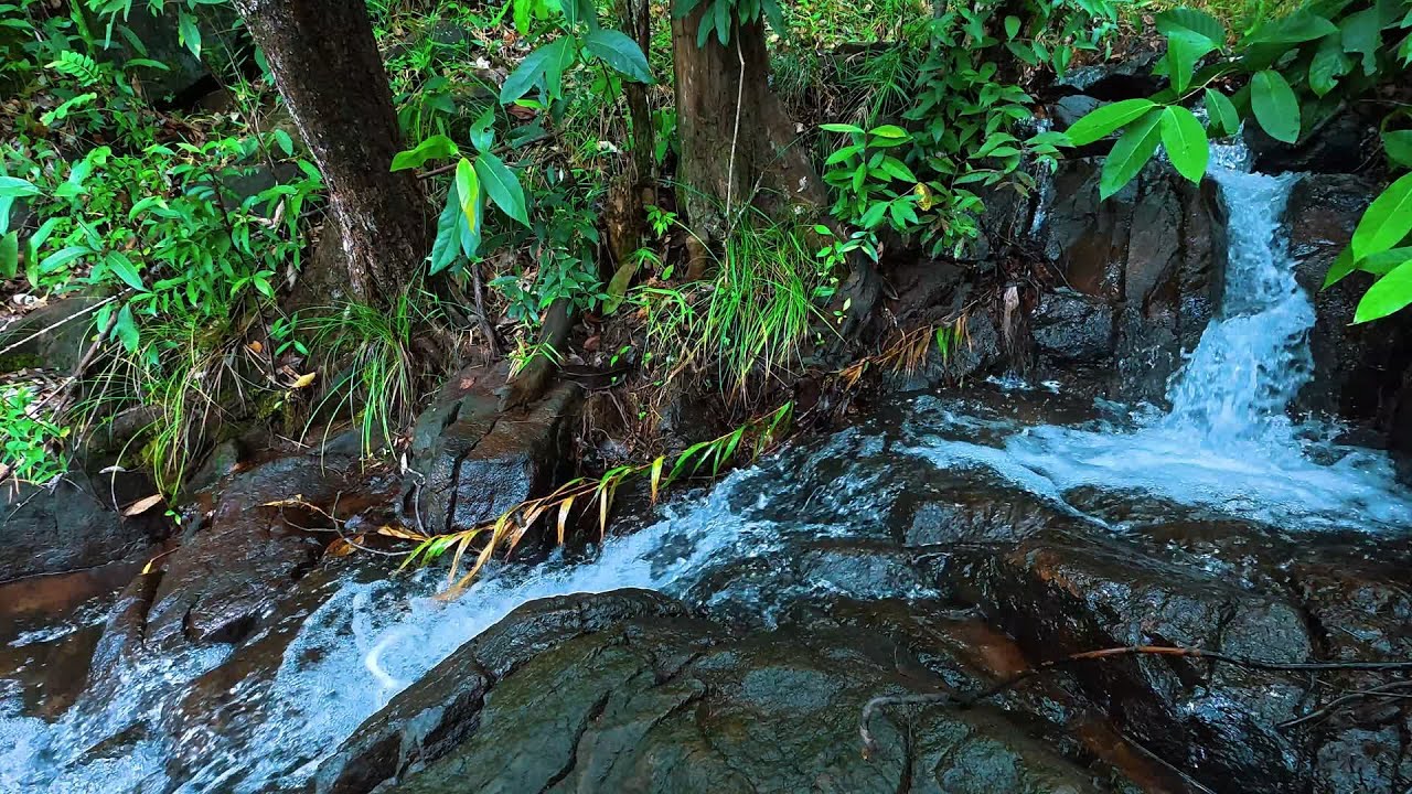 Gentle Forest Stream Sounds and Soft Birdsong, Best Relaxing Sounds for Sleeping