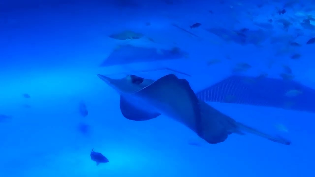 2025年11月9日。ジンベエザメ館・青の世界＠のとじま水族館。