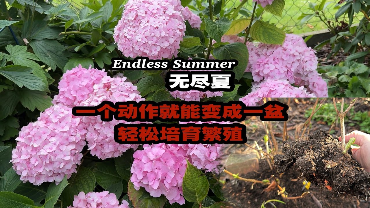 新老枝都能开花的无尽夏Endless Summer/不闻不问零失败的培育繁殖方法/幼苗如何盆栽种植注意事项/早春如何控芽/25.03.2025