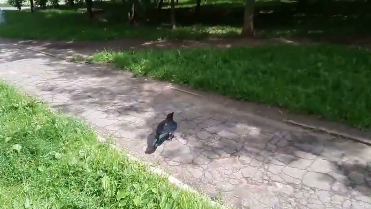 Raven