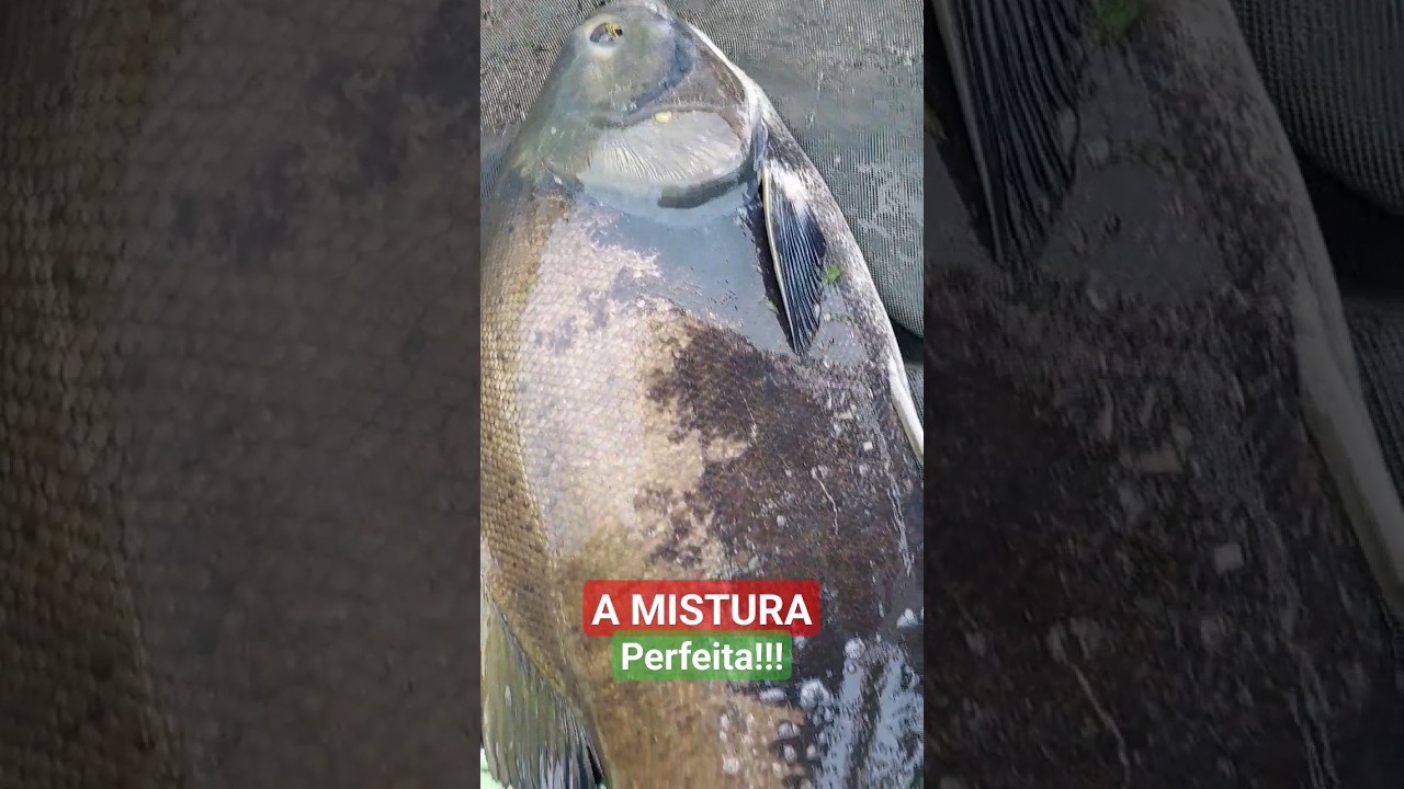 TAMBAQUI + PACU ORIGINOU O FAMOSO TAMBACU&hearts;️🎣 #pescaria  #pesca #pescador #peixe #fishing #tambacu