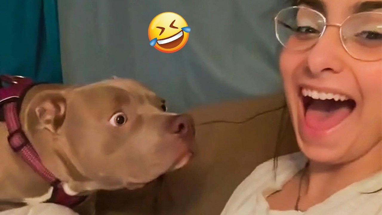 Try Not To Laugh! Funniest Dogs Doing Stupid Things 🐶