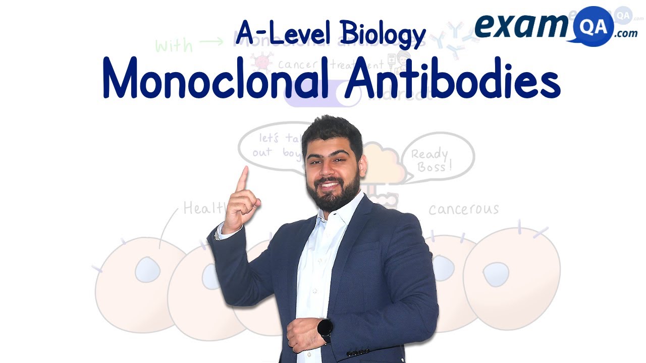 Monoclonal Antibodies | A-Level Biology
