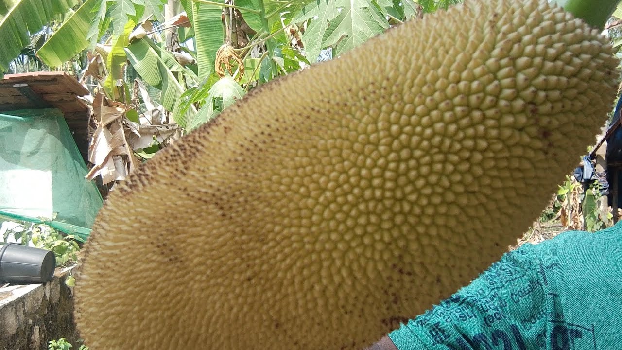 ഇതു കൊണ്ട് ഇതു പോലെ ചയ്തു നോക്കി യിട്ടുണ്ടോ ( Tender Jack fruit )