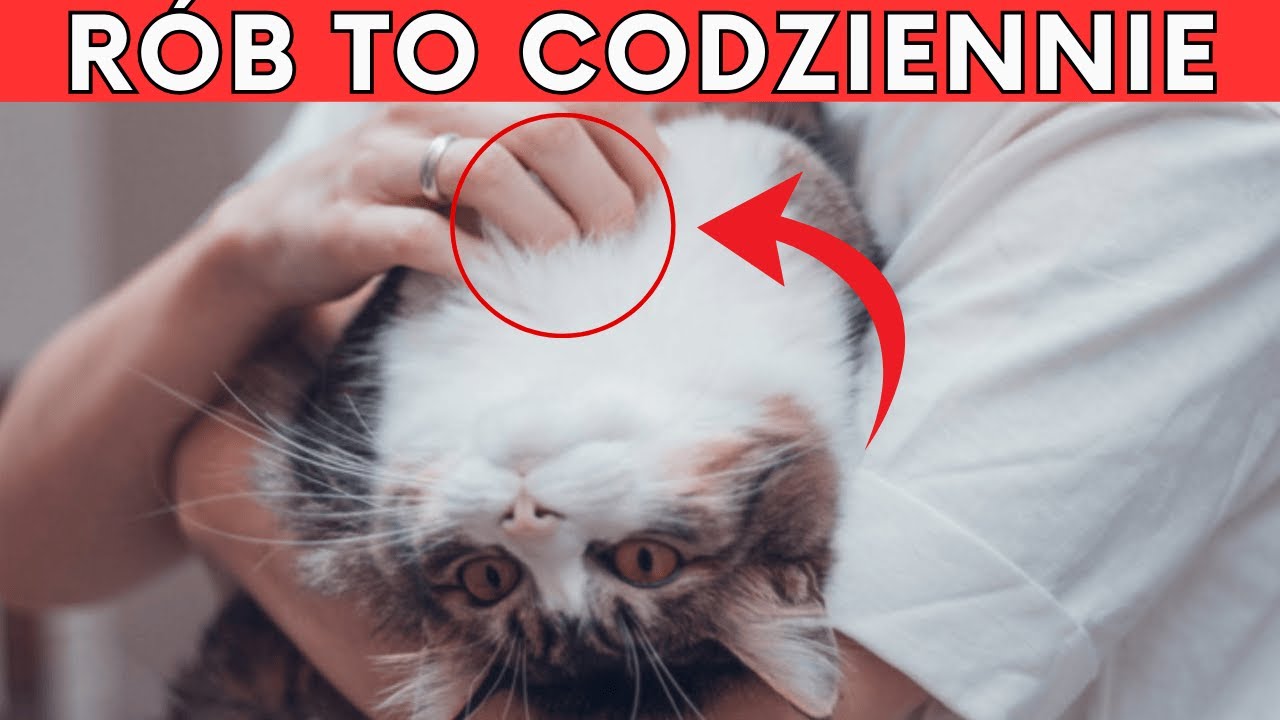 🐱 10 NIEZAWODNYCH SPOSOBÓW, ABY TWÓJ KOT KOCHAŁ CIĘ NA ZAWSZE!