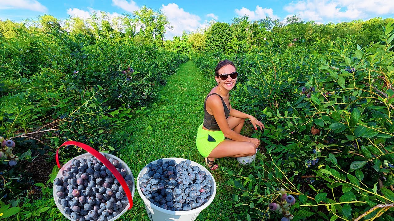 Blueberry Picking With My Fiancé!