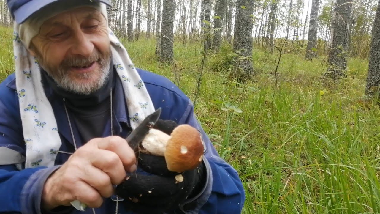 Глухой лес всегда грибной