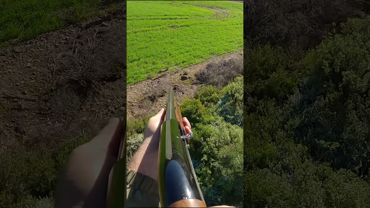 Hunting Lynx From Helicopter #hunting