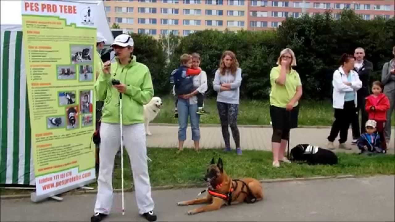 Soutěž a ukázka práce vodicích psů (o. s. Pes pro tebe)