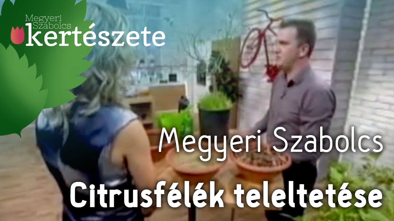 Citrusfélék teleltetése - Megyeri Szabolcs kertészmérnök Kertészet Budapest